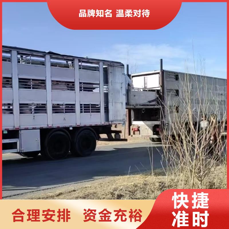 宿遷到仔豬恒溫車運輸整車物流