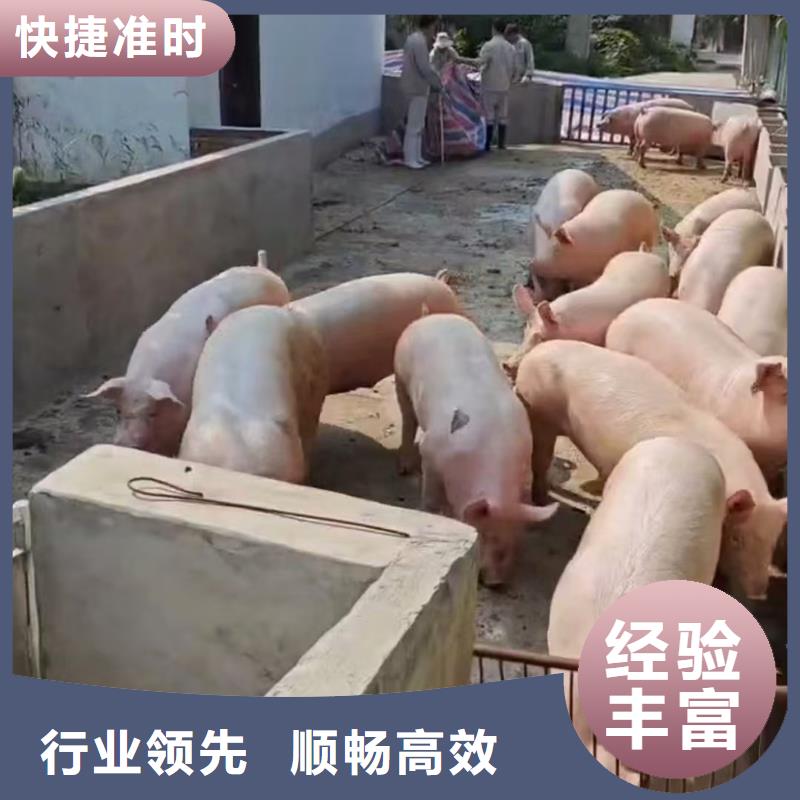 宿遷市泗陽到原料運輸防護周全